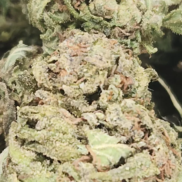 BLUE DREAM - AA+ - Flower - Image 2
