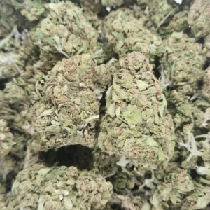 BLUE DREAM - AA+ - Flower