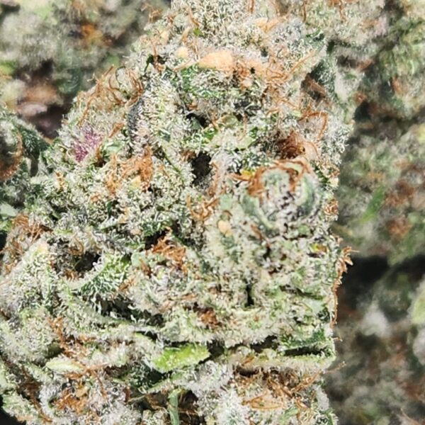 FRUIT LOOPS - STAFF PICKS - Image 2