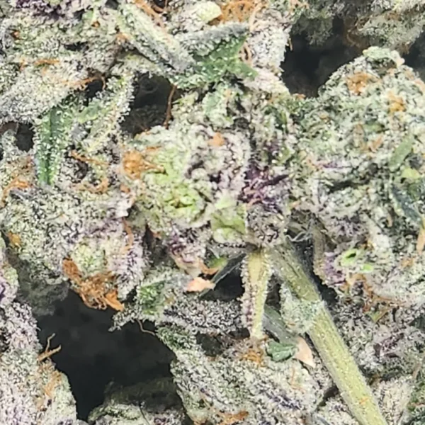 SUPER CHARGER - STAFF PICKS - Flower - Image 2