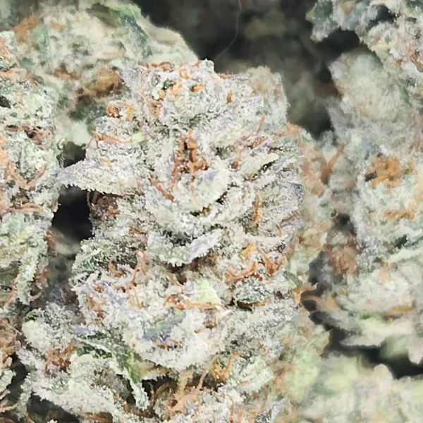 TOASTED MARSHMALLOW - STAFF PICKS - Flower - Image 2