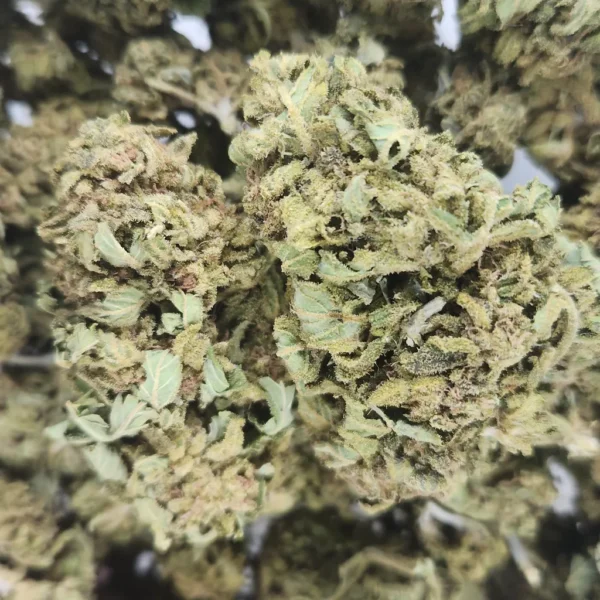 BUBBLEGUM - AA+ - Flower