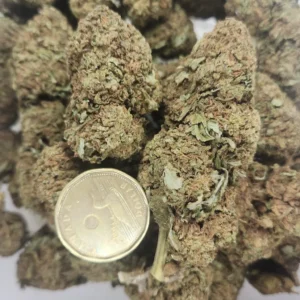 RECON GELATO - AAA (KING SIZE NUGS) - Flower