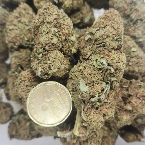 RECON GELATO - AAA (KING SIZE NUGS) - Flower