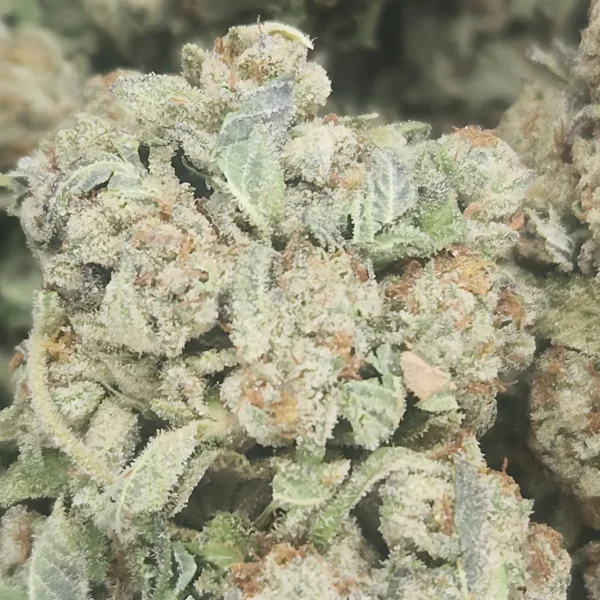 MIRACLE ALIEN COOKIES - AAA - Flower - Image 2
