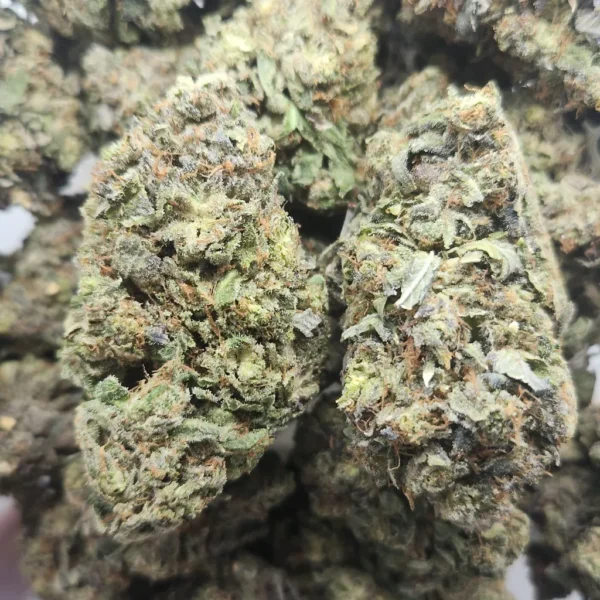 ALIEN ROCKSTAR - AAA+ - Flower
