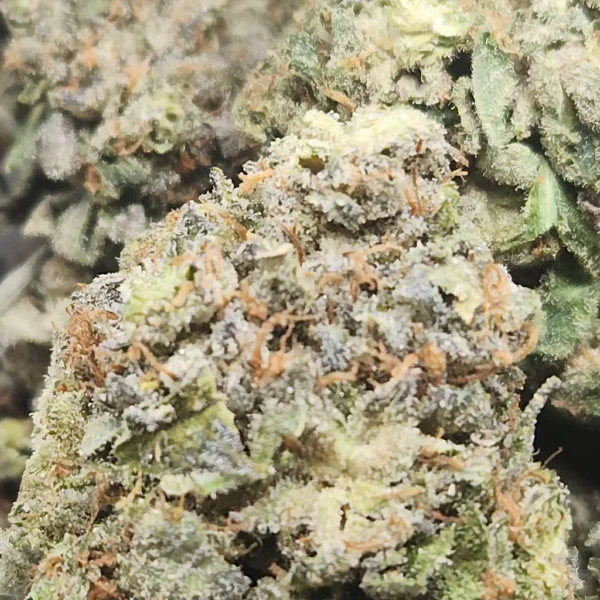 ALIEN ROCKSTAR - AAA+ - Flower - Image 2