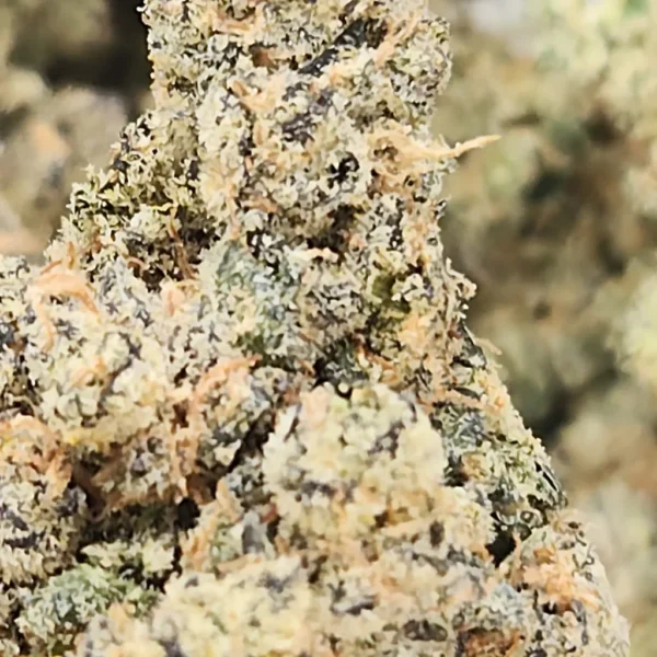LA POP ROCKS - STAFF PICKS - Flower - Image 2