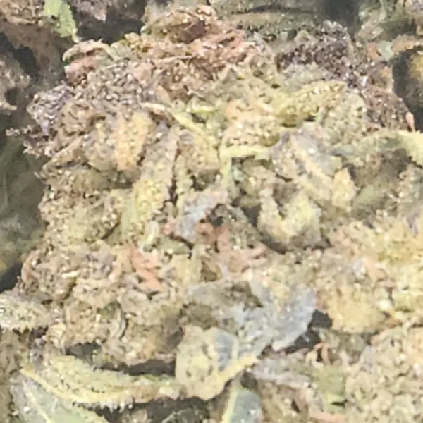 HINDU KUSH - AA+ - Flower - Image 2