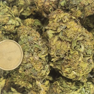 HINDU KUSH - AA+ - Flower