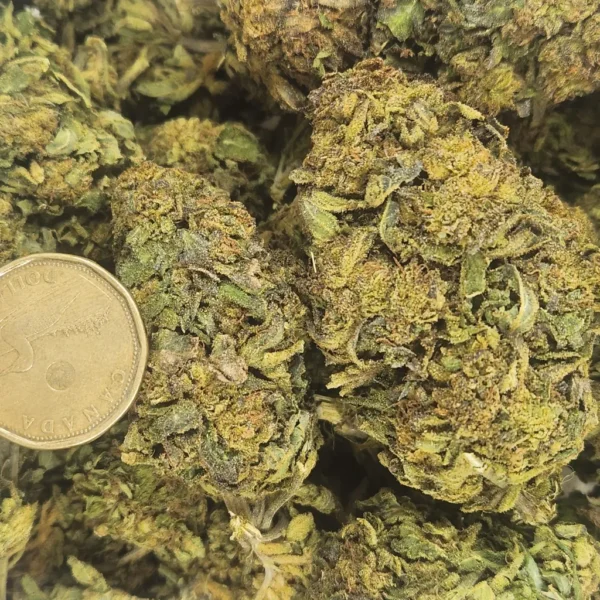 HINDU KUSH - AA+ - Flower