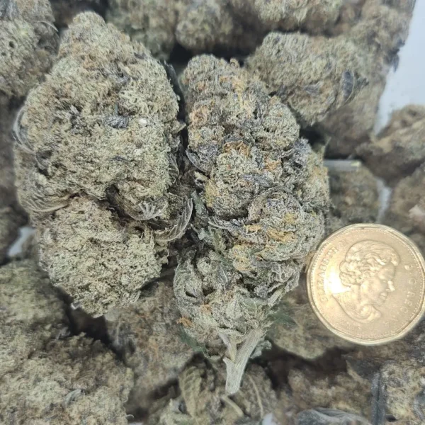 SNOW WHITE - LOW AAAA - Flower