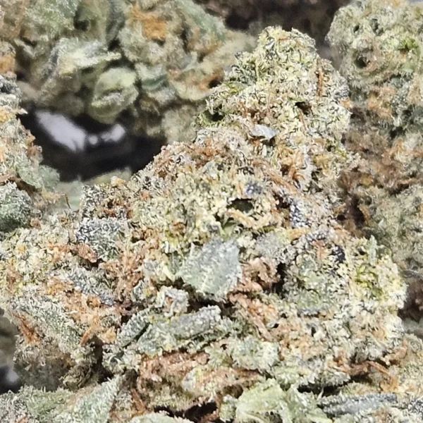 ACAPULCO GOLD - AAA - Flower - Image 2
