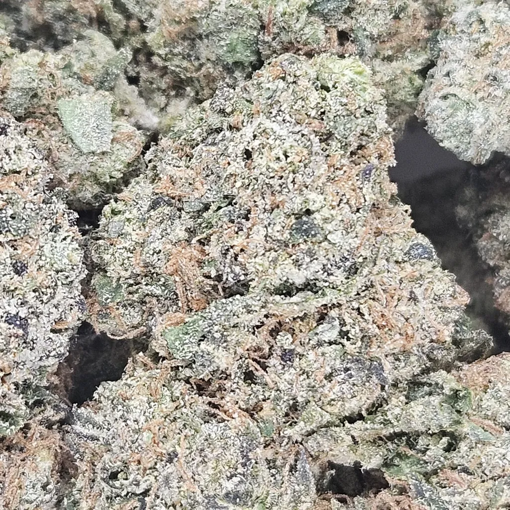 DO-SI-DOS - AAA - Flower - Image 2